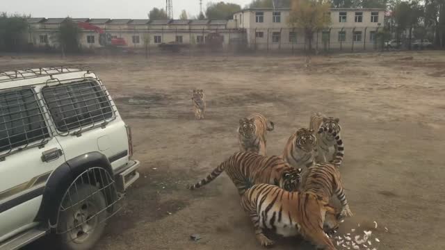 Amur tiger attacked a car carrying Siberian tiger Hunter tourists!!!