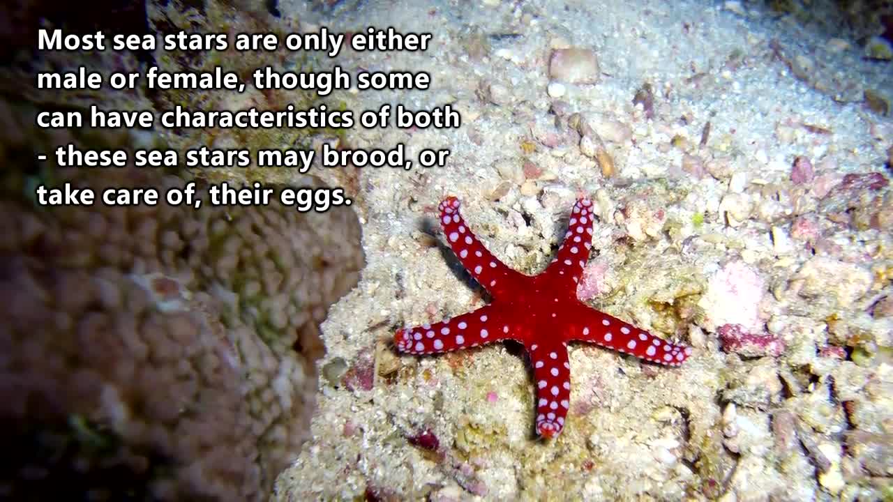 Starfish facts! by animalfactfiles