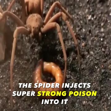 The Most Dangerous Creatures In The World