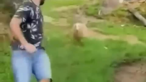 Funny Animal Video