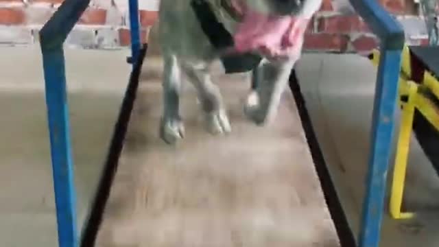 Dog training videos # short video