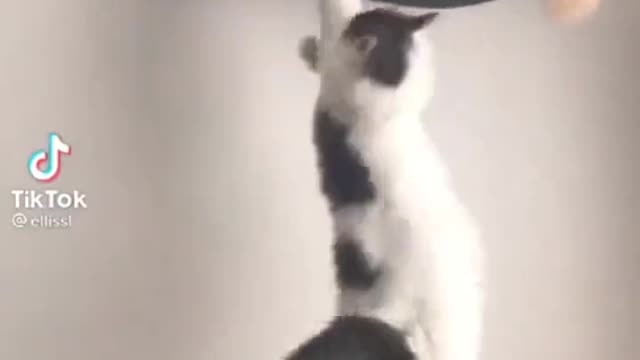 Goodbye I'm the King now...🐈🐾😅