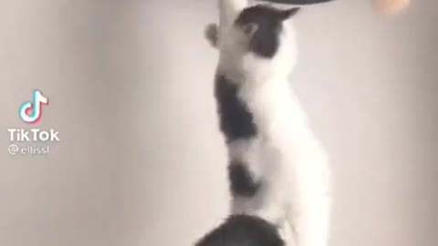 Goodbye I'm the King now...🐈🐾😅