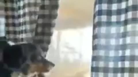 SNEAKY PETS🤣