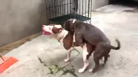 Bully dog sex and unexpected end