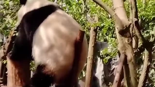 The panda is dancing