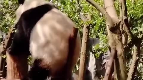 The panda is dancing