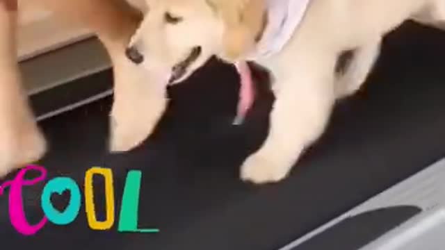 MOST FUNNY DOG VIDEO CLIP COMPILATION 2021