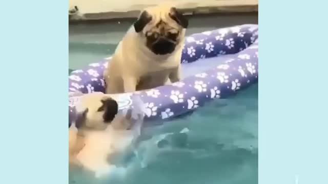 Funniest and Cutest Dog|Enjoy in The Swimming Pool