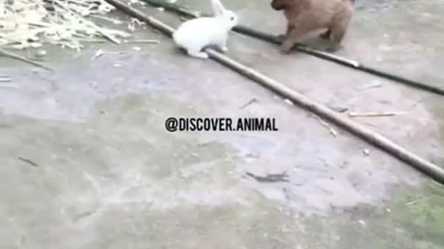 Best funny video Dog chase Rabbit