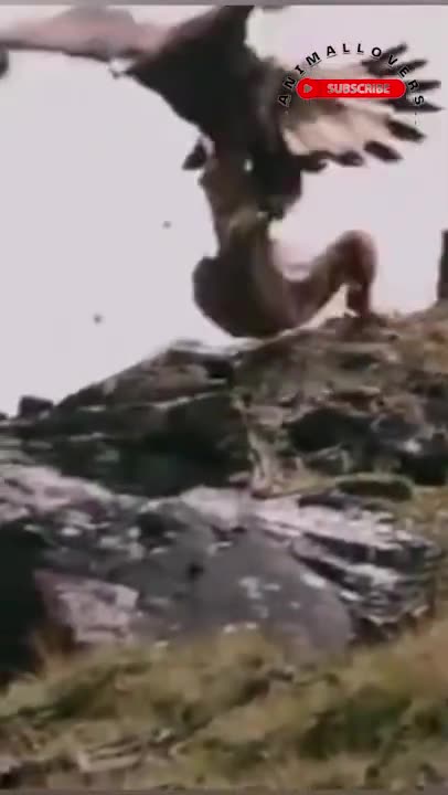 Eagle Attacks Goat #short #shortvideo #shortanimal #eagle