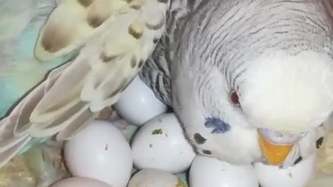 Budgies breeding