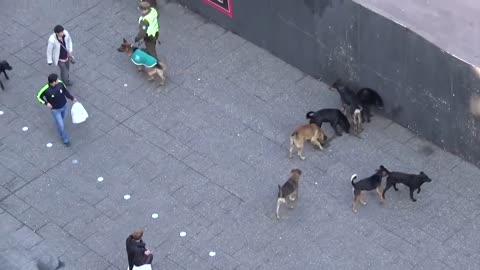 POLICE DOG ATTACKED BY PACK OF STRAY DOGS