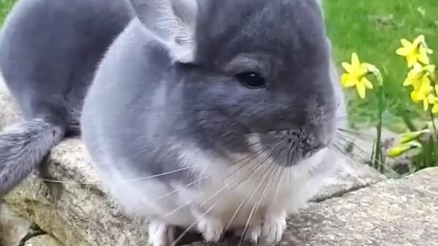 A rabbit who likes watching the camera.