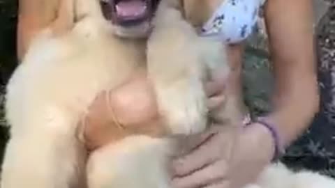 Cute dog video and funny video