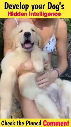 Cute dog video and funny video