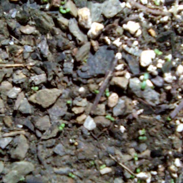 germination of Artemisia annua