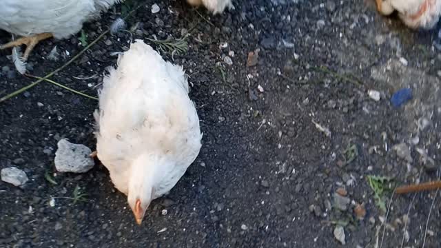 My HENS from the incubator