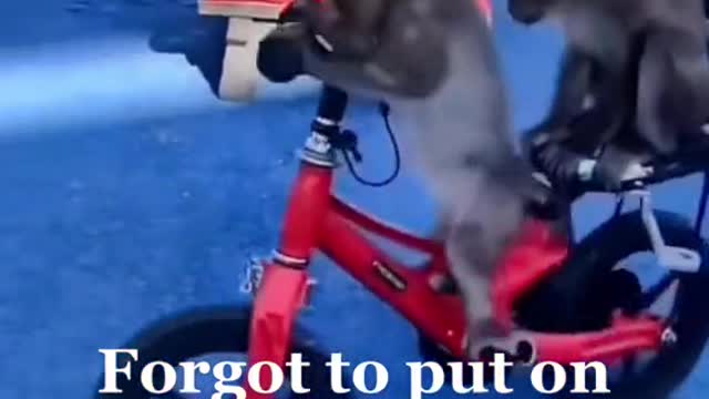 Monkey Riding A Motorcycle#BEST ANIMAL RIDE!!!🐒🐒🐒🛵🛵🛵🐒🐒🐒🛵🛵🛵🐒🐒🐒🛵🛵🛵