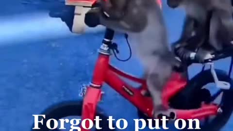 Monkey Riding A Motorcycle#BEST ANIMAL RIDE!!!🐒🐒🐒🛵🛵🛵🐒🐒🐒🛵🛵🛵🐒🐒🐒🛵🛵🛵