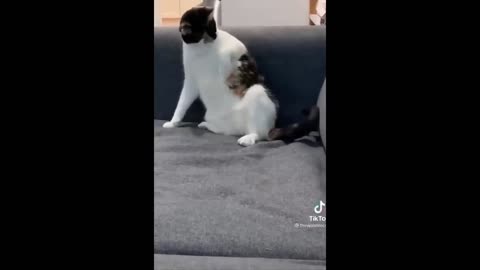 Funniest Cats And Dogs Videos 😁 - Best Funny Animal Videos 2023 🥰