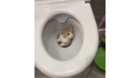 Funny Cat