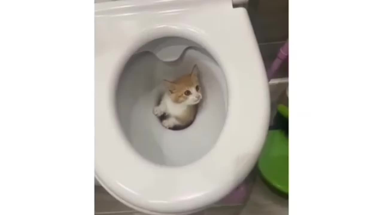 Funny Cat