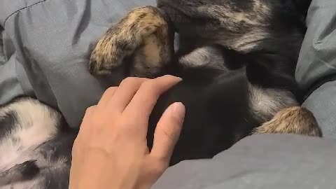 The puppy on the bed is quiet