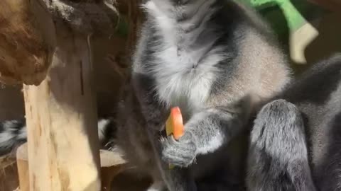 cute lemurs eat an apple