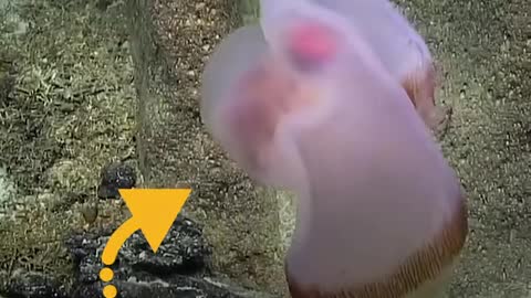 Animals Who Will Totally Blow You Away new