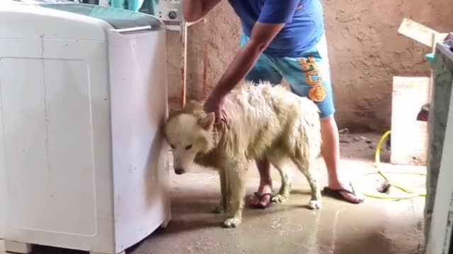 Dando banho nom meu lobo