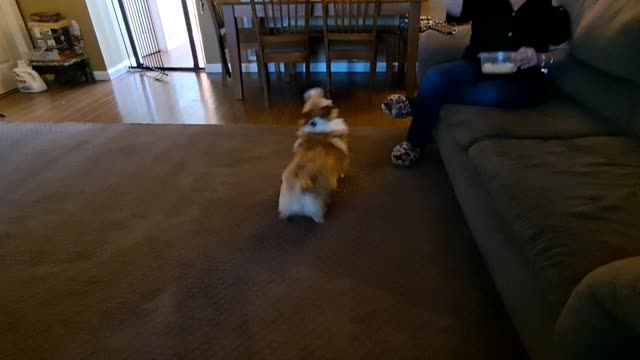 Corgi showing off his talent