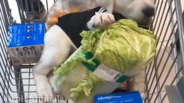 Baby Dogs - Funniest and Cutest Labrador Puppies: Best Funny Animals Videos 2022