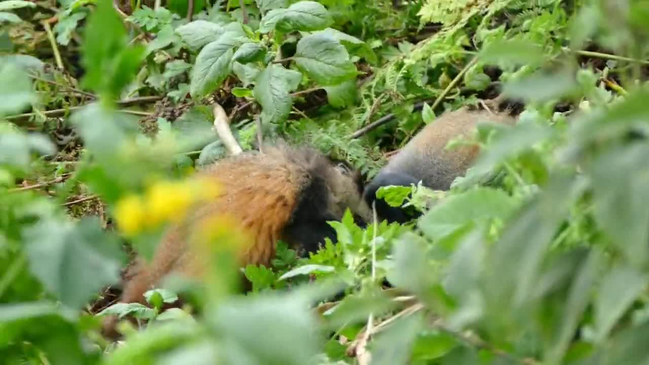 Golden Rwandan monkeys eat and fight