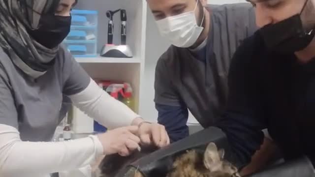 This time the doctor is treating my cat in a very excited moment