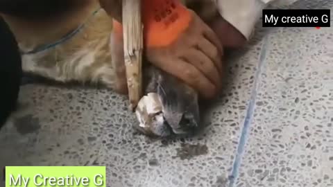 😲emotional 😲dog 😲rescue 😲😲😲