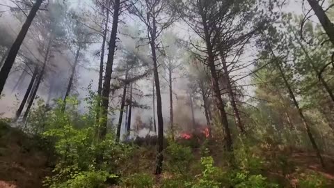 This nature-inspired device aims to detect wildfires early | REUTERS