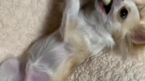 Funny animal