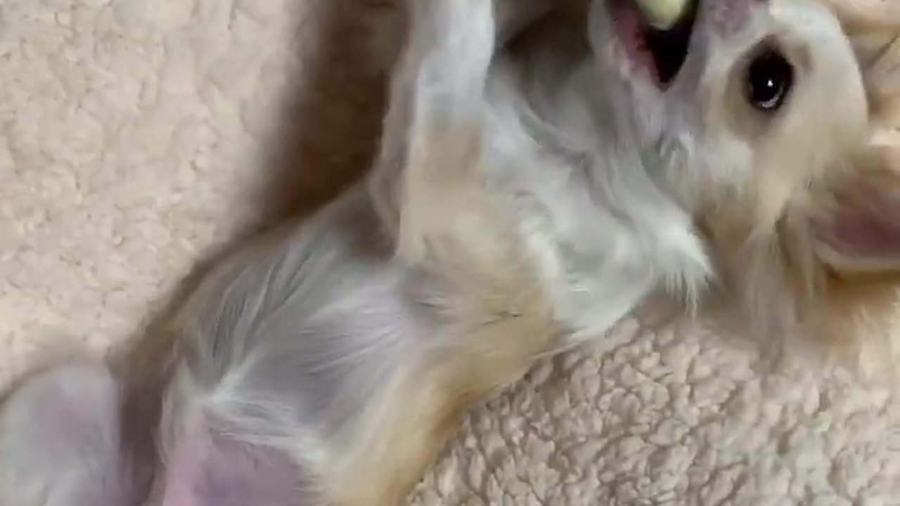 Funny animal
