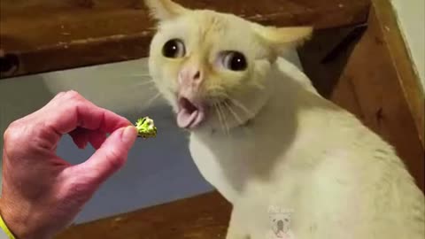 OMG Super Cute Best Funny Cats and Dogs Compilation#6