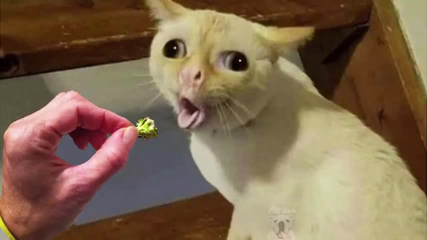 OMG Super Cute Best Funny Cats and Dogs Compilation#6