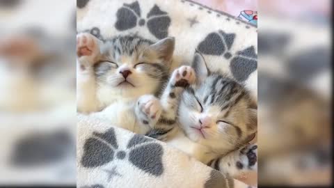 Baby Cats Cute and Funny Cat Videos Compilation