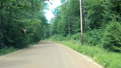 Turkey Vulture