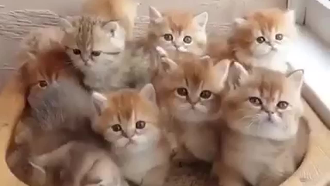 Cute cat Video Viral😱