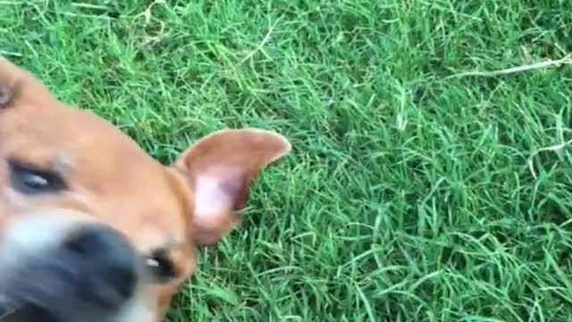 Brown dog laying on grass eating grass