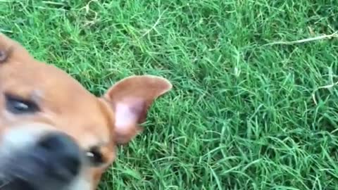 Brown dog laying on grass eating grass