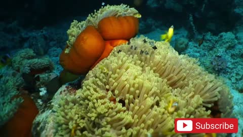 CLOWNFISH FAMILY ARE DOING PARTY WITH KIDS IN LIVE CORAL