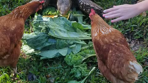 CAIUS and his chicks...