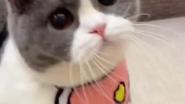 Cat funny video