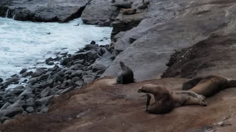 Seal Beach in San Diego